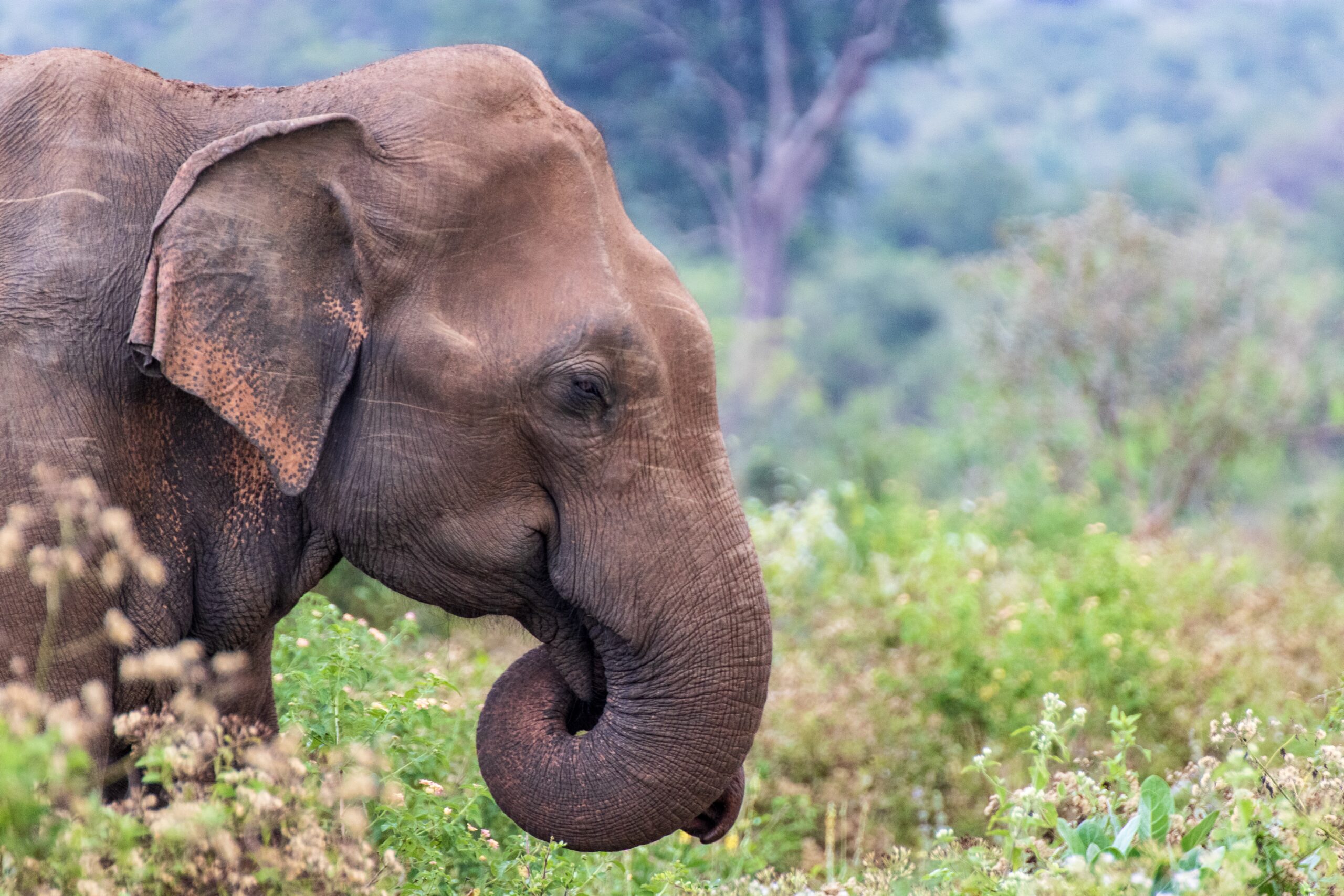 Tourism in Sri Lanka in 2021 and the Challenges with the COVID 19 Pandemic
