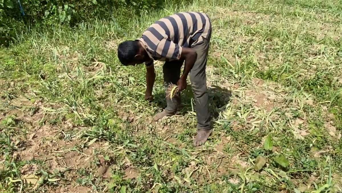 Sri Lankan Famers use the harvest for composting