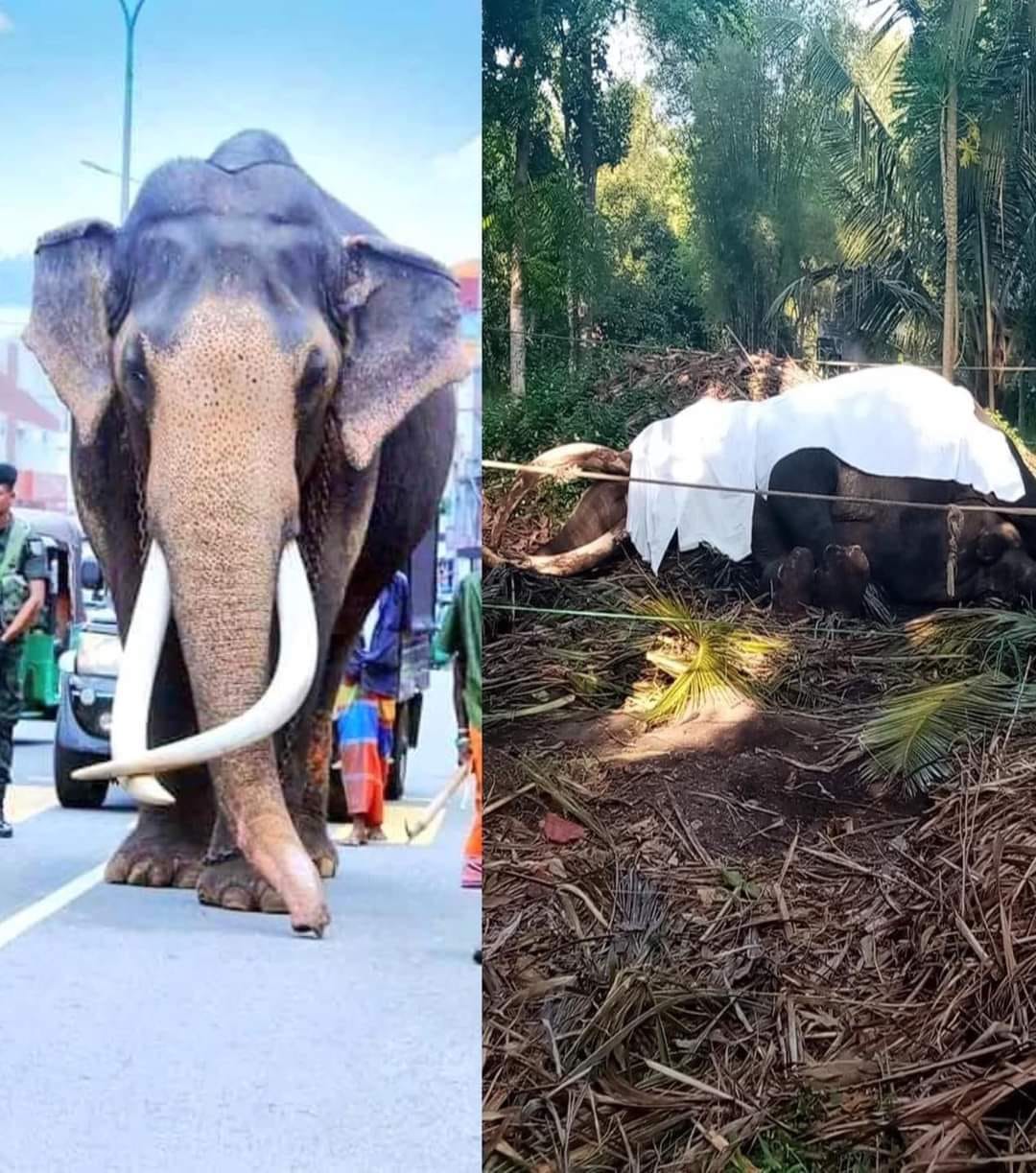 The Nedungamuwe Raja died