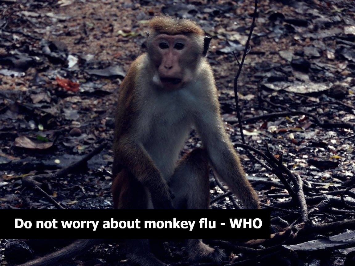 Do not worry about monkey flu – WHO