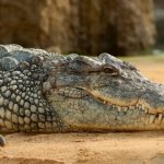 How Crocs Rule: Unveiling the Fascinating World of Crocodiles Curious crocodile behaviors..