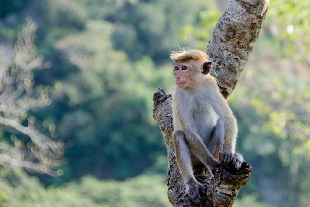 Sri Lankan Toque Macaque