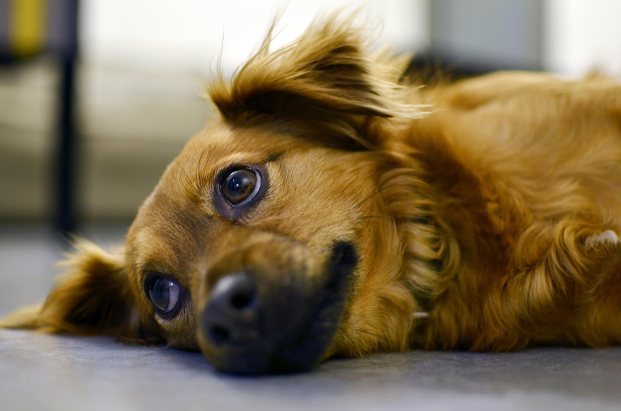 A cute little dog