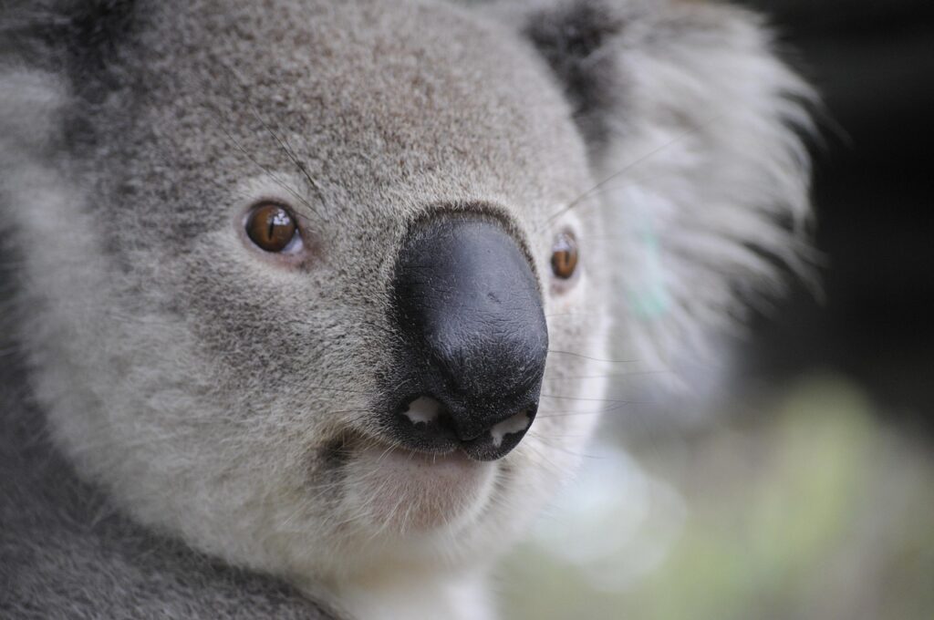a polar bear on a tree in Australia