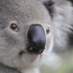 a polar bear on a tree in Australia
