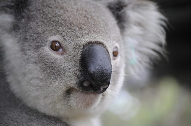 a polar bear on a tree in Australia