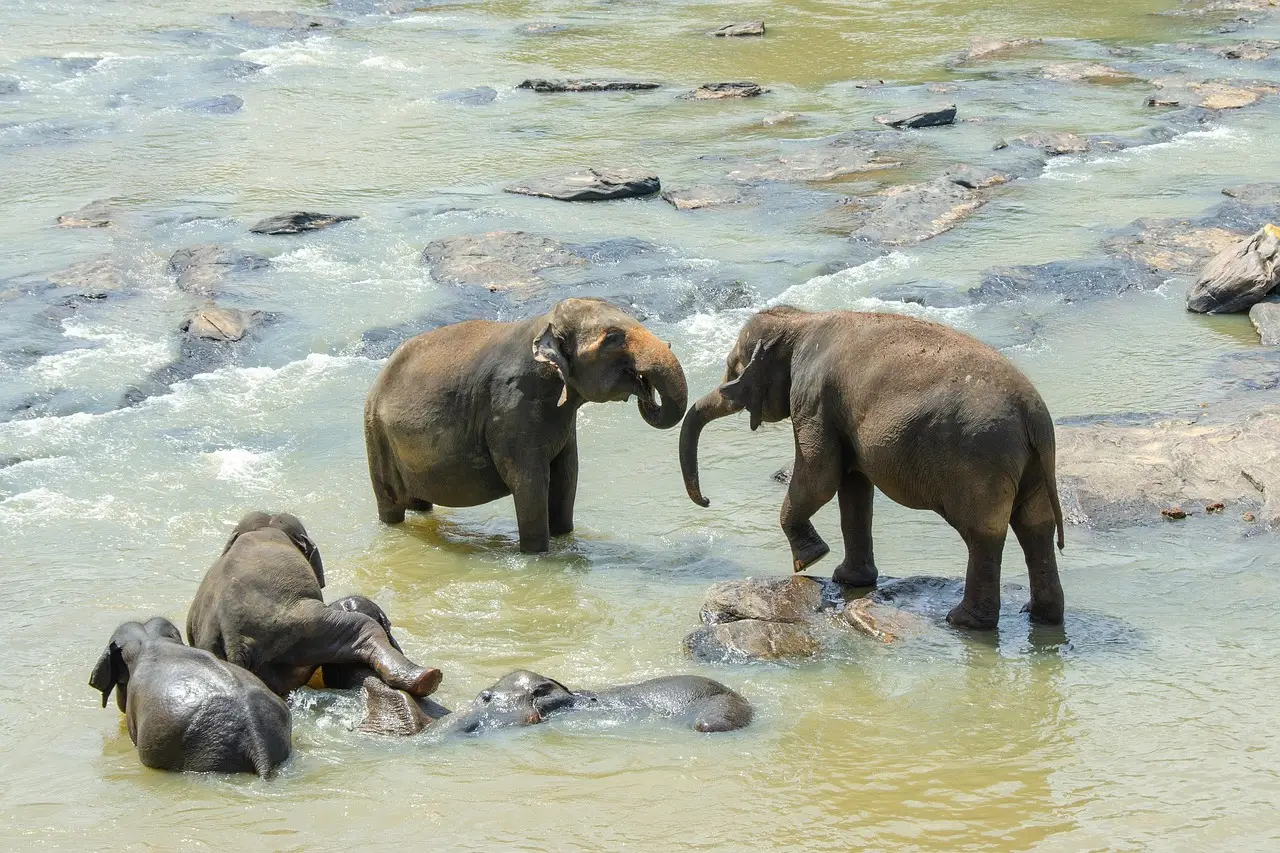 Sri Lanka Sharpens Focus on High-Value Tourism Amidst Evolving Landscape